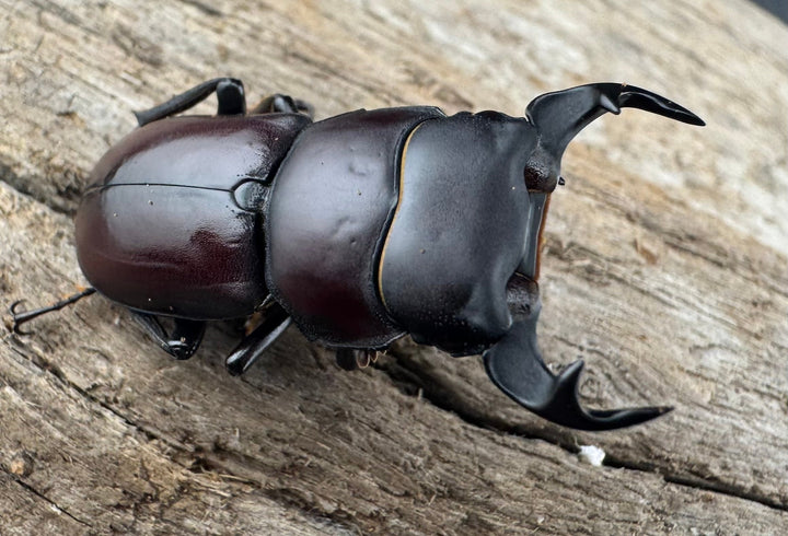 《ラティオキナティブスコクワ ネパール産 32mm ペア》