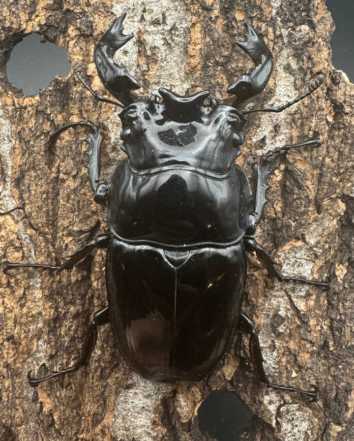 《タランドゥスオオツヤクワガタ 68mm ペア》