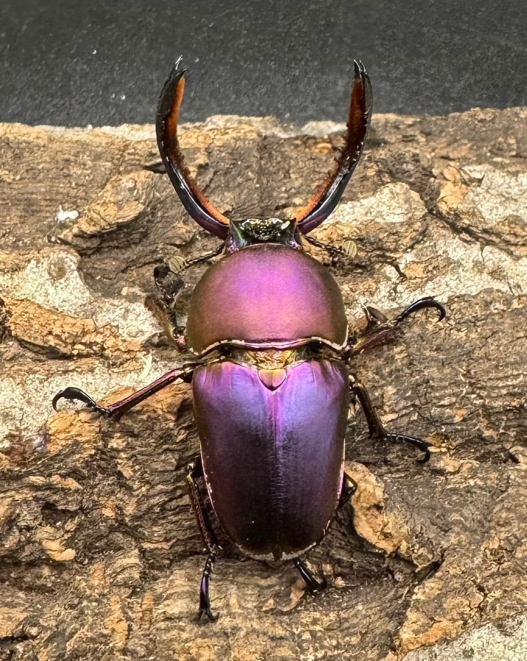 【美麗】《パプアキンイロクワガタ ペア》inohiro109氏ブリード個体