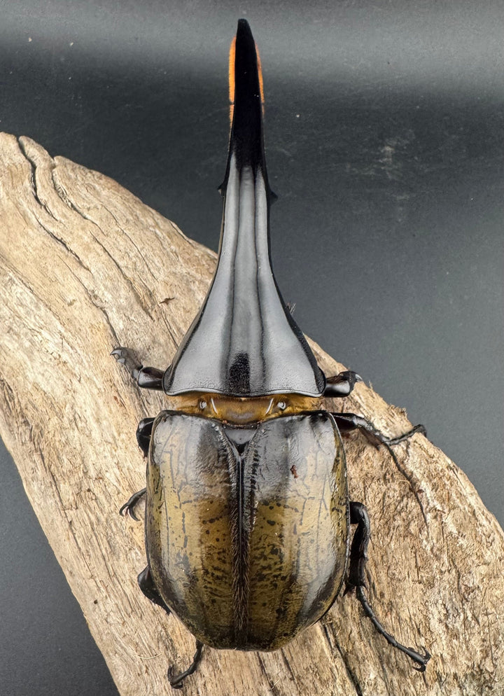 即ブリ《ヘラクレス・ヘラクレス 146mm B品ペア》