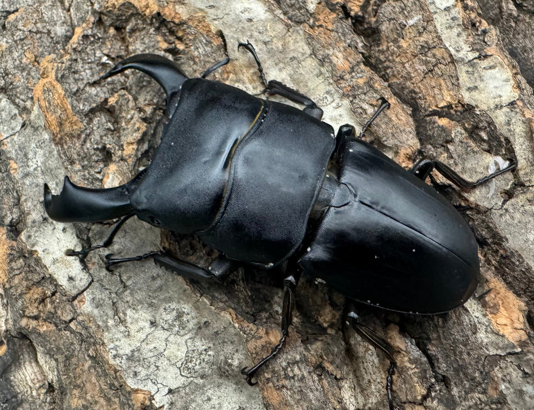 【WD】《西ペレンオオヒラタ 82.5mm ペア》