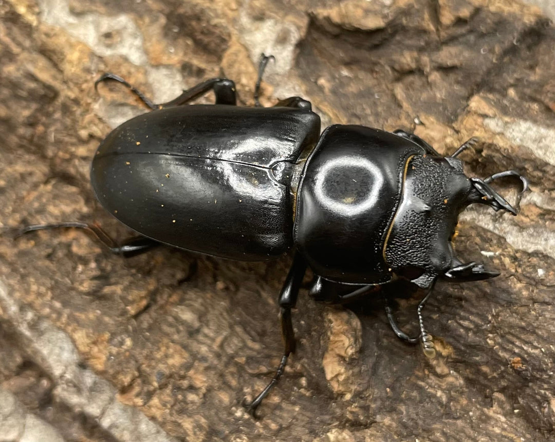 【WD】チベット産《 ネパレンシスssp. 41mm ♀単》