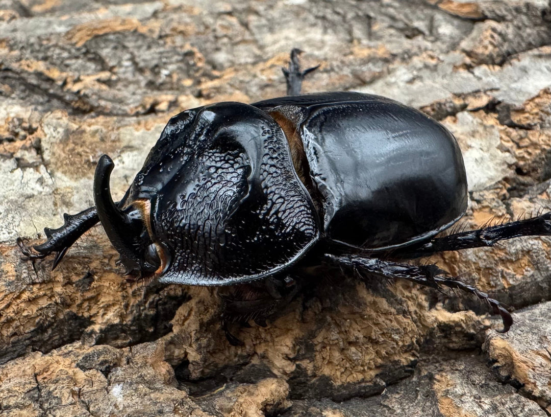 【WD】《オオツノメンガタカブト 59mm ペア》