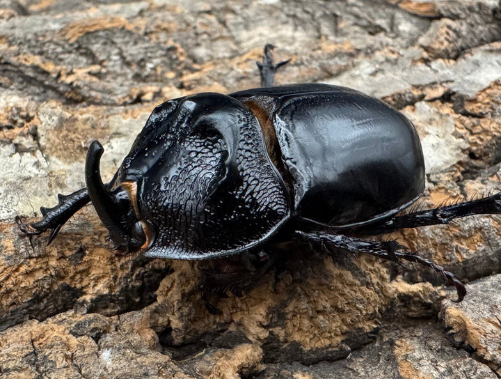 【WD】《オオツノメンガタカブト 59mm ペア》