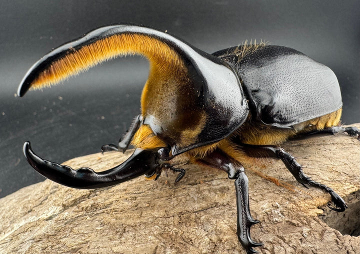 即ブリ《サタンオオカブト 99mm ペア》inohiro109氏ブリード個体