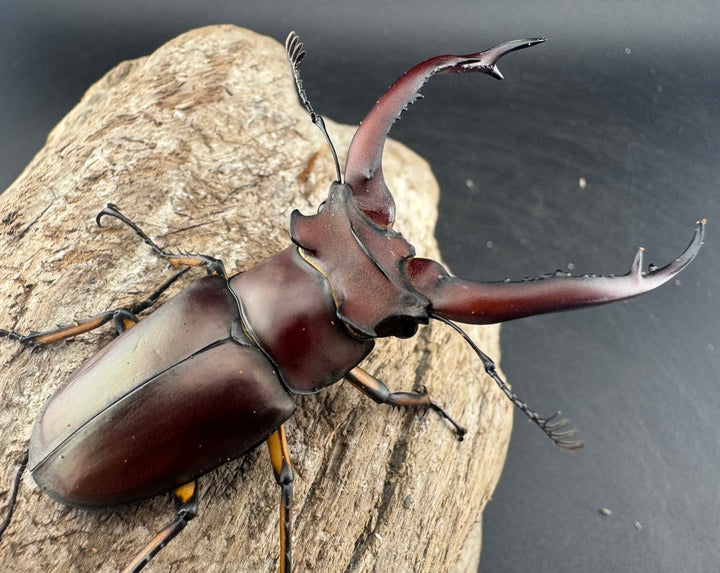 【WD】《アングスティコルニスミヤマ 67mm ペア》