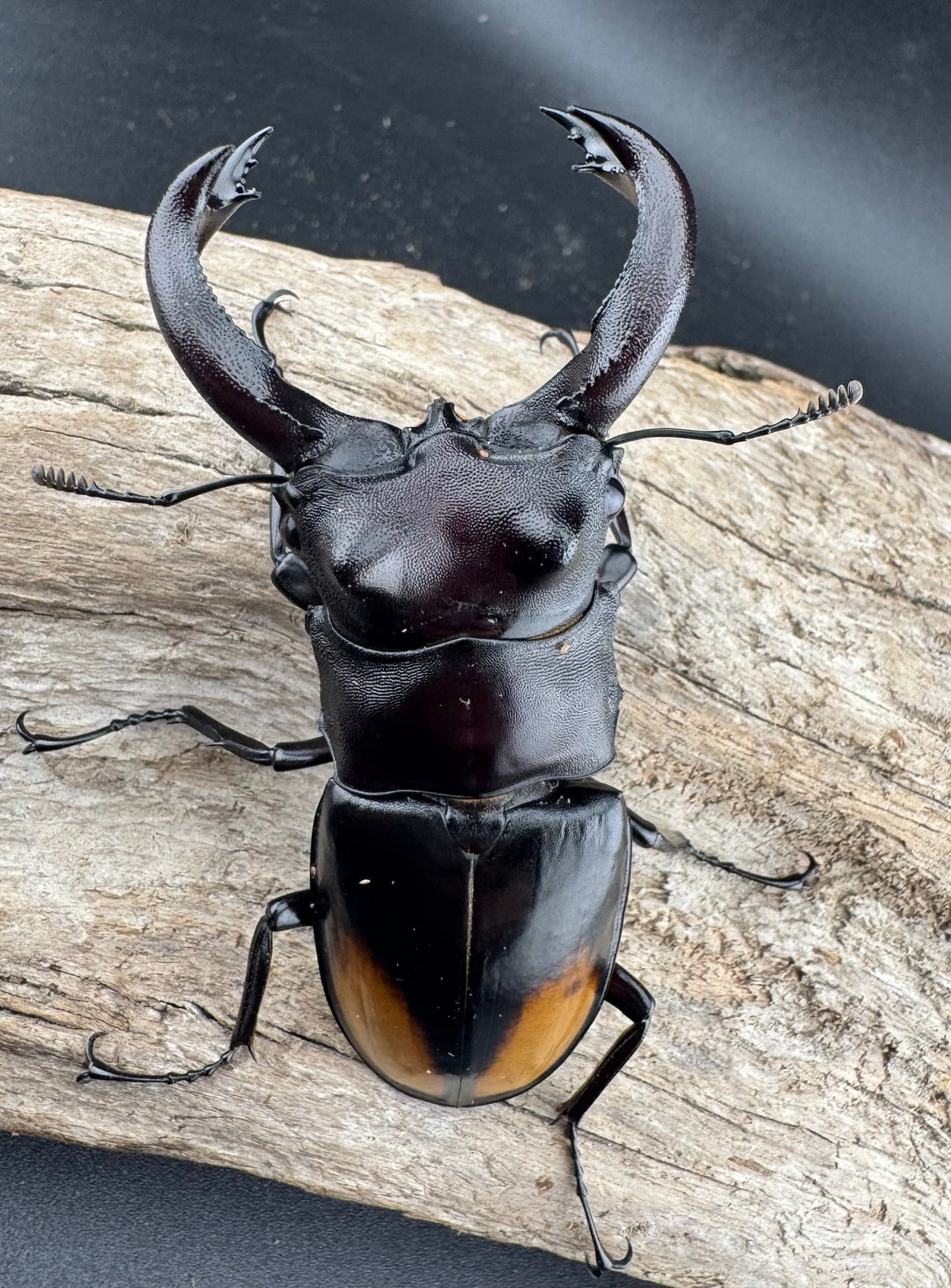 【WD】《セアカフタマタ（パリーフタマタ） 82mm ペア》