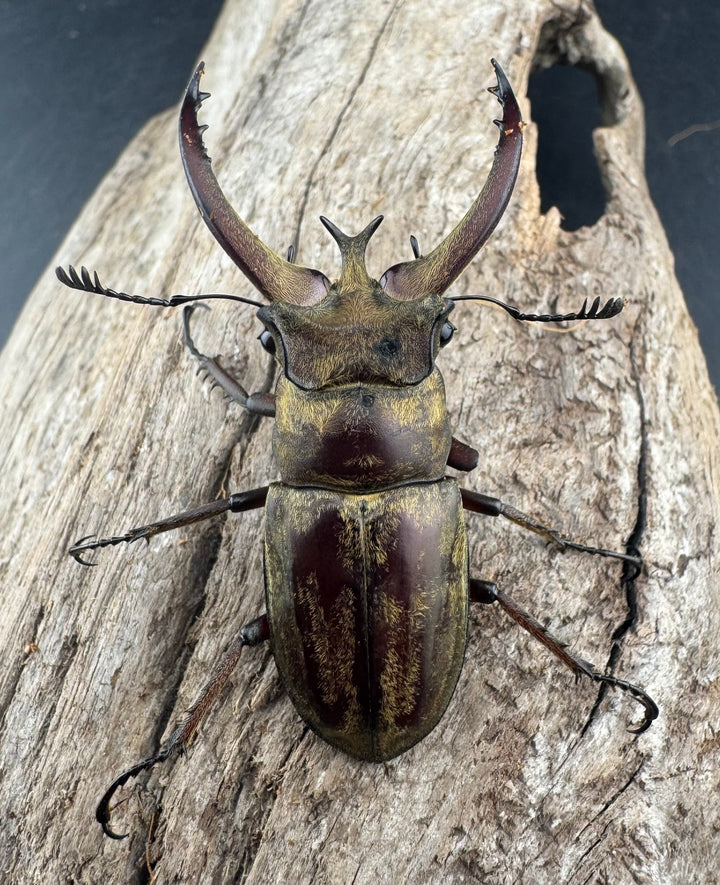 【WD】《ビクトリウスミヤマクワガタ 52.5mm B品ペア》