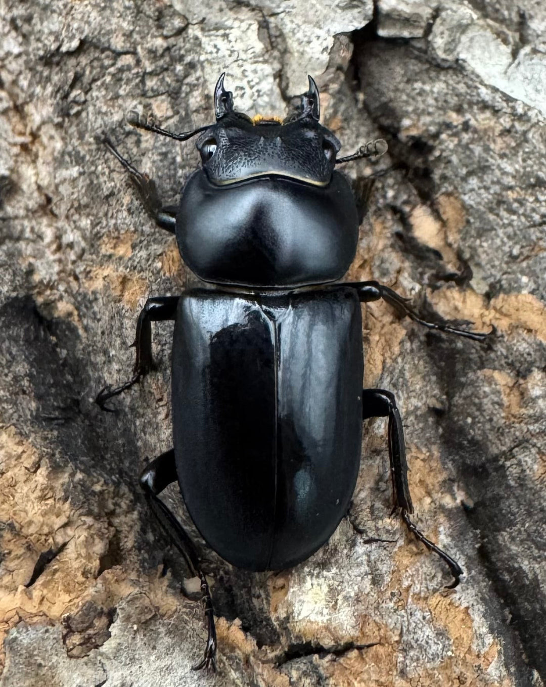 【WD】《セメノウコクワ 雅安産 36mm A'品ペア》