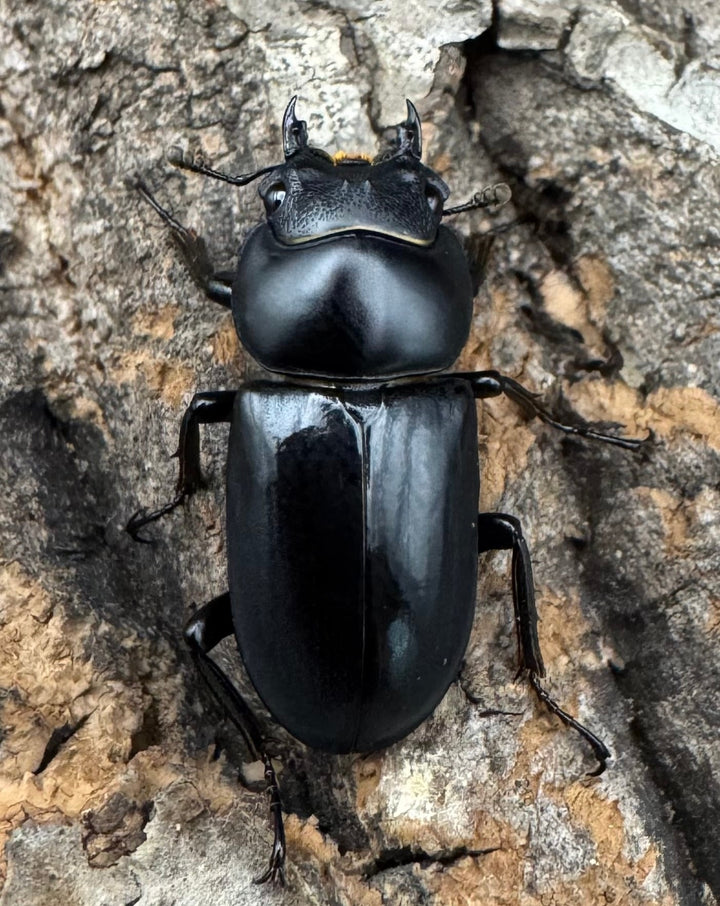 【WD】《セメノウコクワ 雅安産 36mm A'品ペア》