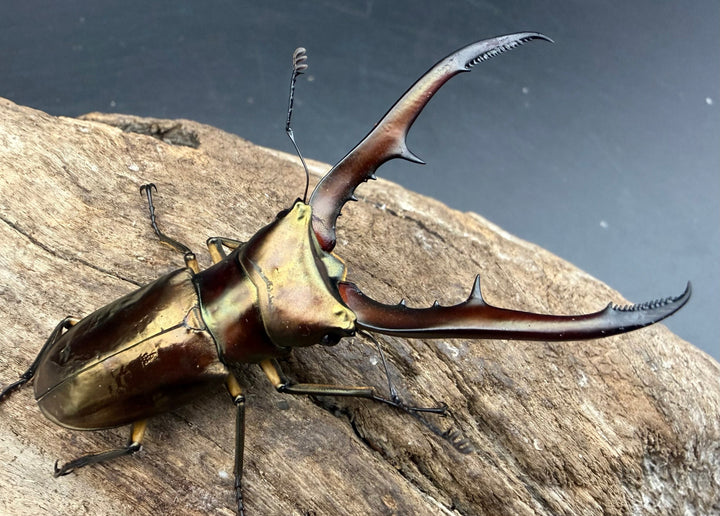 《メタリフェルホソアカ亜種サンギレンシス 67mm ペア》