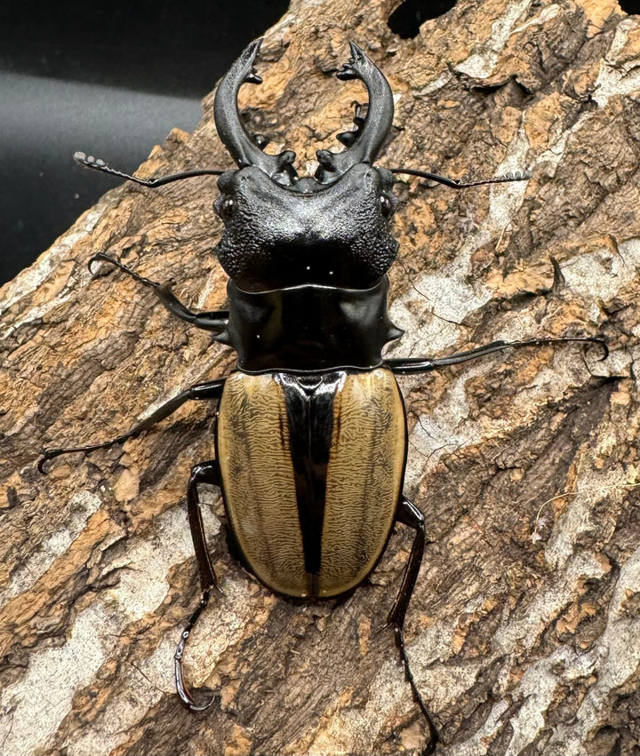 【WD】《ルデキンツヤクワガタ 64mm ペア》