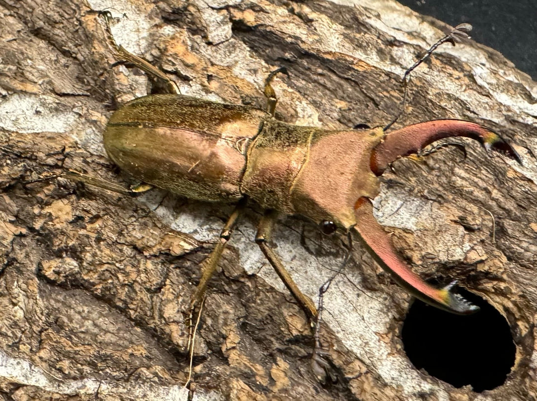 【WD】《クプレオニテンスホソアカ 43mm ペア》