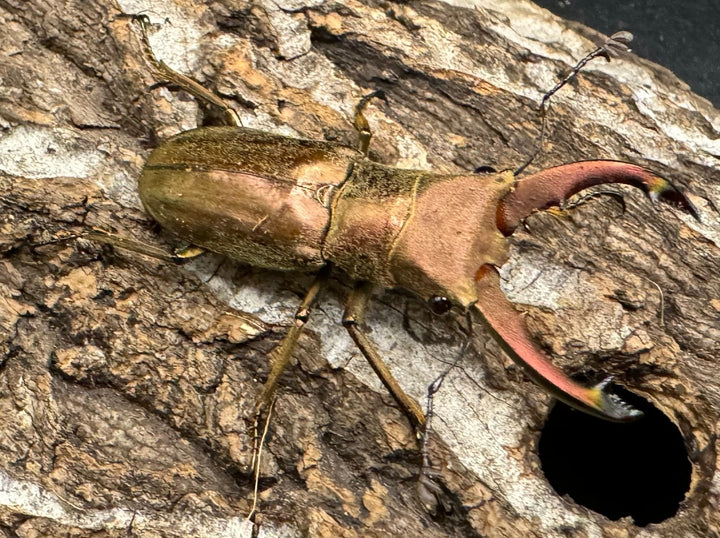 【WD】《クプレオニテンスホソアカ 43mm ペア》