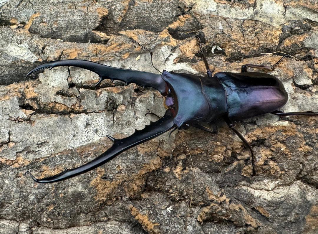 【美麗】高グレード《メタリフェルホソアカ 75mm ペア》わたくわ氏ブリード個体