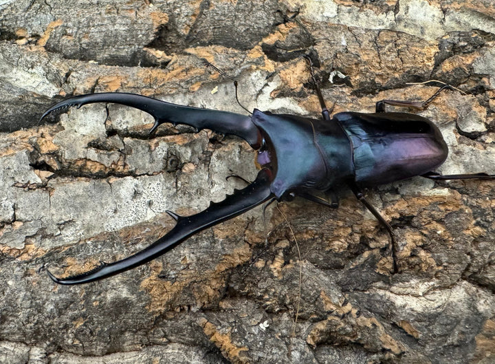 【美麗】高グレード《メタリフェルホソアカ 75mm ペア》わたくわ氏ブリード個体