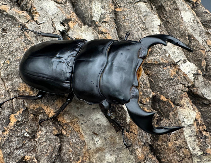 《インドアンタエウス タイガーヒル産 72.5mm ペア》