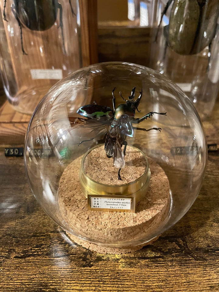 インテリア標本《ニジイロクワガタ♂》