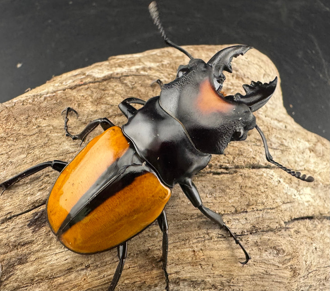 【WF1】《ボーレンホーベンツヤクワガタ 55mm ペア》