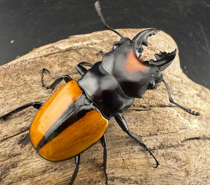 【WF1】《ボーレンホーベンツヤクワガタ 55mm ペア》