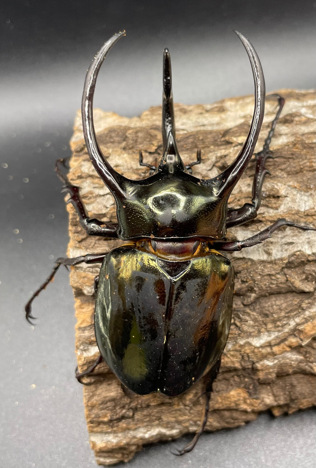 【WD】《ミンダナオアトラスオオカブト 90mmUP ペア》①