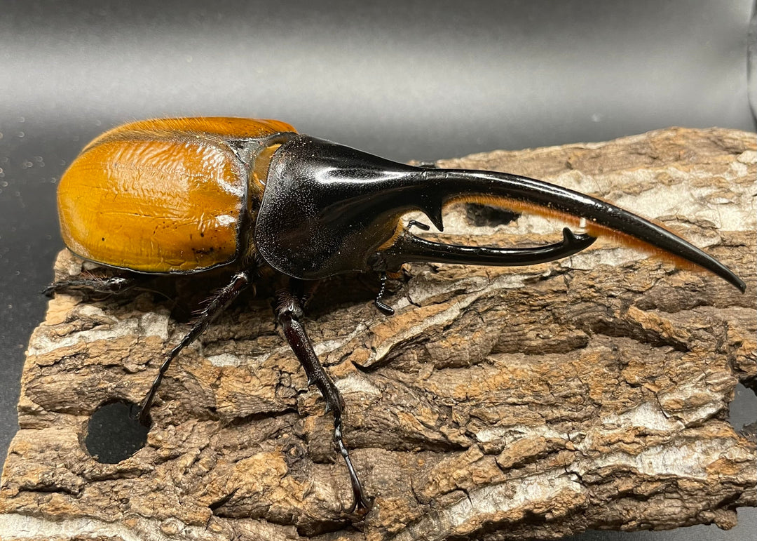 即ブリ《ヘラクレス・エクアトリアヌス 煌血統 125mm ペア》