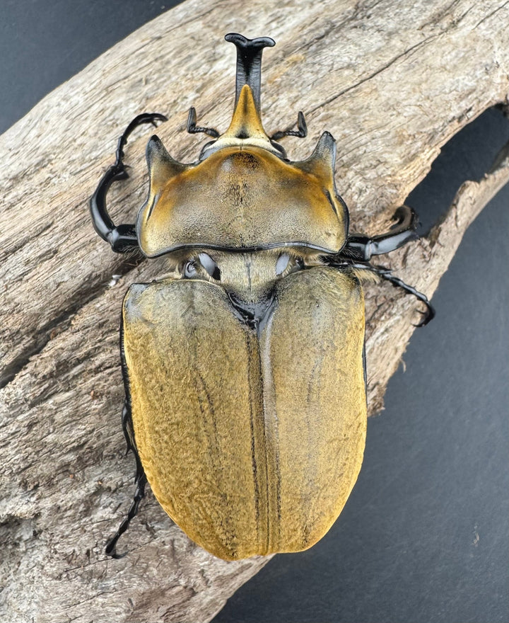 《エレファスゾウカブト 76.5mm ペア》