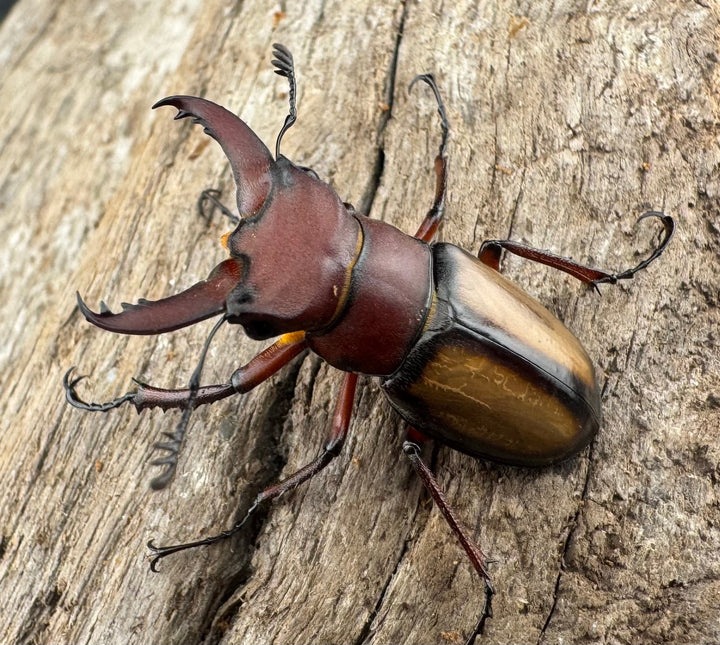 【WD】《ラエトゥスミヤマクワガタ 31mm ペア》