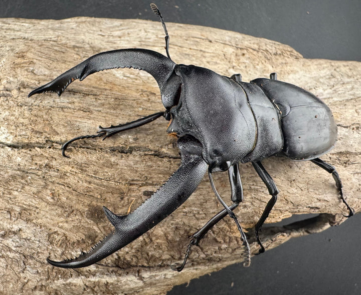 【WD】《マンディブラリスフタマタ 102.5mm A’品ペア》