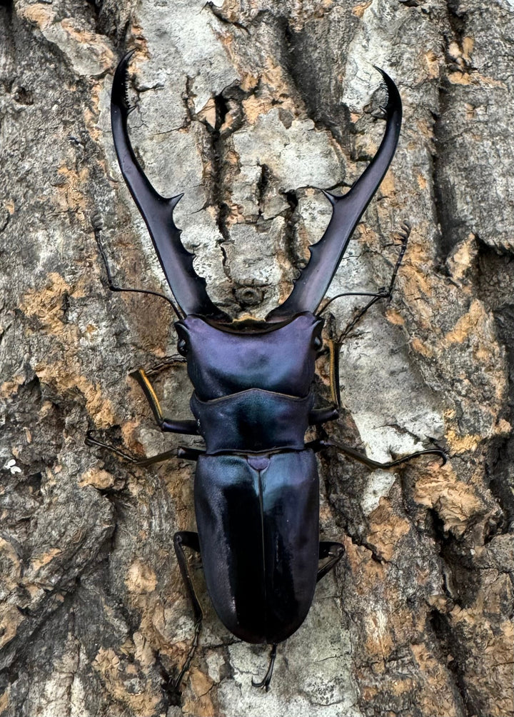 【美麗】即ブリ《メタリフェルホソアカ 70mm ペア》わたくわ氏ブリード個体