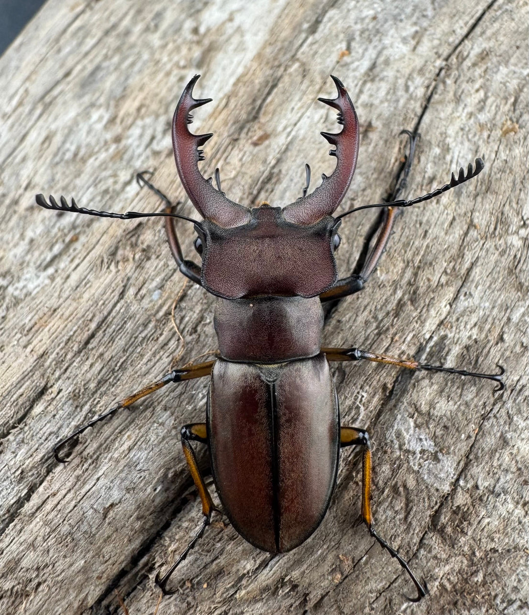 【WD】《ウーイーミヤマクワガタ 35mm♂♀♀トリオ》