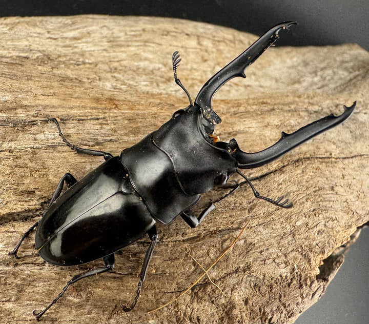 【WD】《ブッダノコギリ ミンダナオ産 52mm ペア》