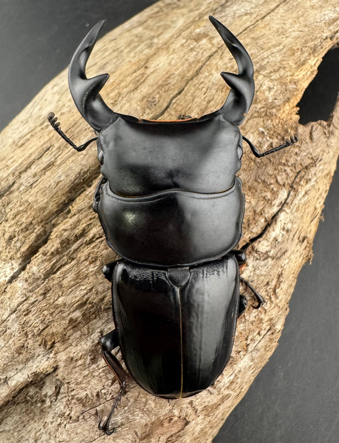 《インドグランディス亜種moriyai Garda93.3血統 73mm ペア》