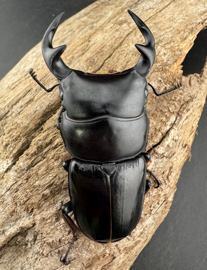 《インドグランディス亜種moriyai Garda93.3血統 73mm ペア》