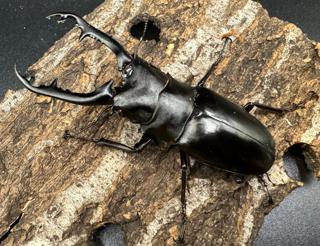 【WD】《ギラファノコギリ亜種ボロブドゥール 88mm ペア》