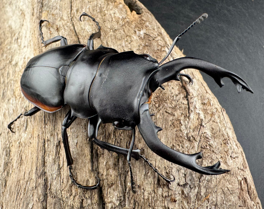 【WD】《クベラツヤクワガタ亜種sinensis 浙江省産 73.5mm ペア》