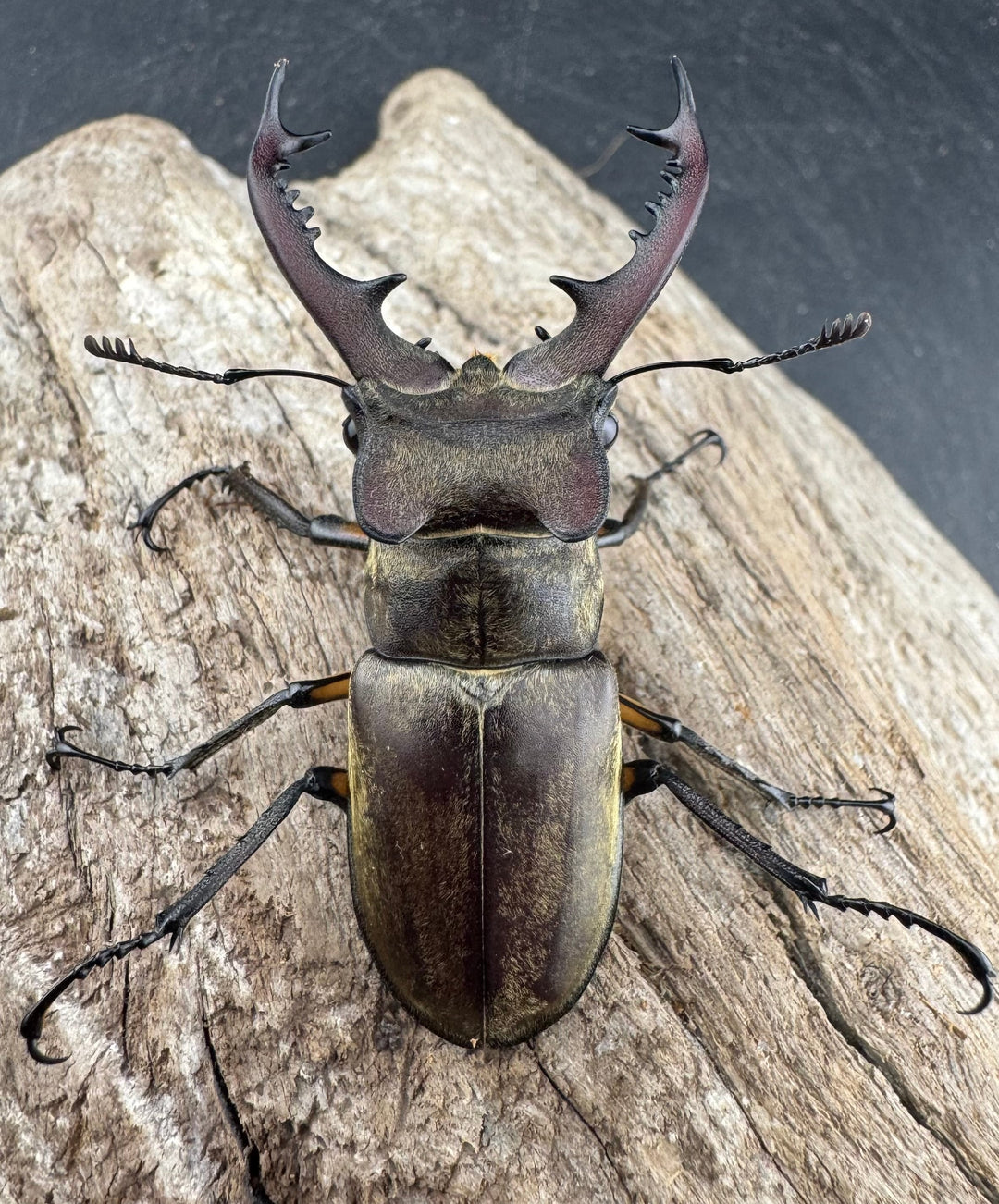 【WD】《ディボウスキーミヤマ原名亜種（チョウセンミヤマ） 遼寧省産 57mm ペア》