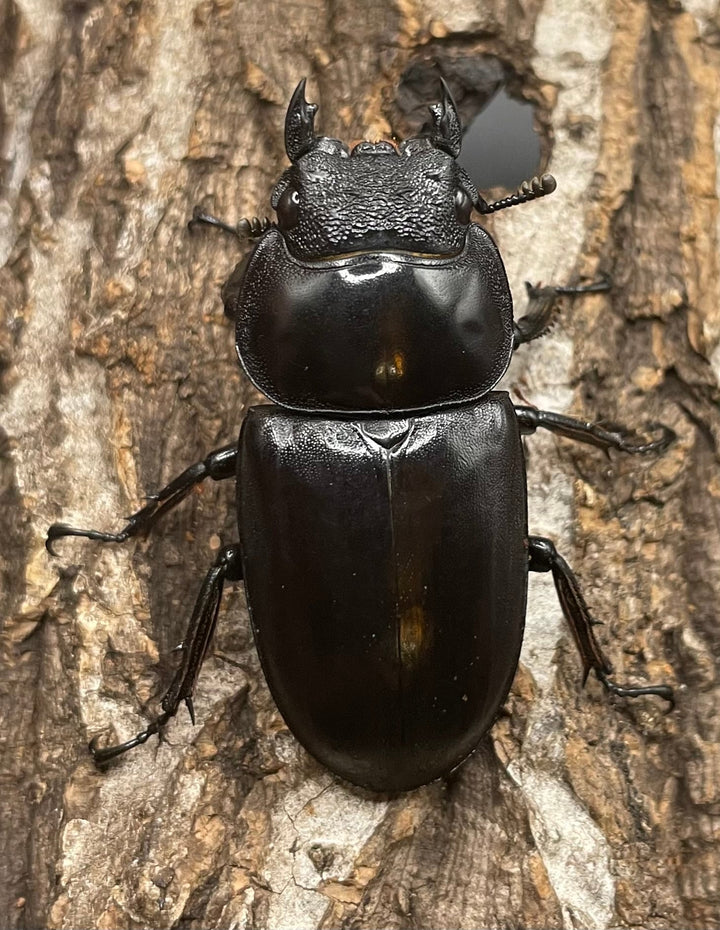 極太系《マレーアンタエウスオオクワ 67mm ペア》