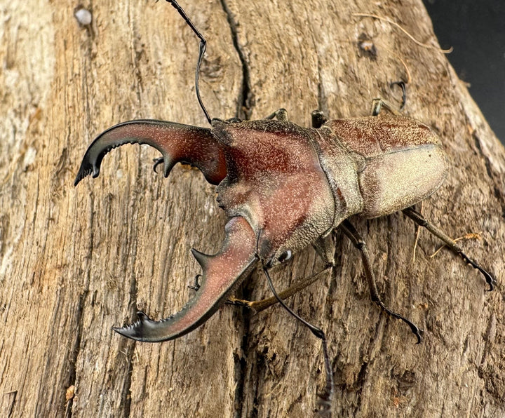 【WD】《スズムラホソアカ ロハス産 40mm ペア》