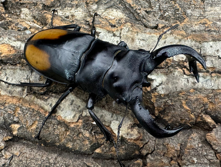 【WD】《セアカフタマタ 80mm ペア》