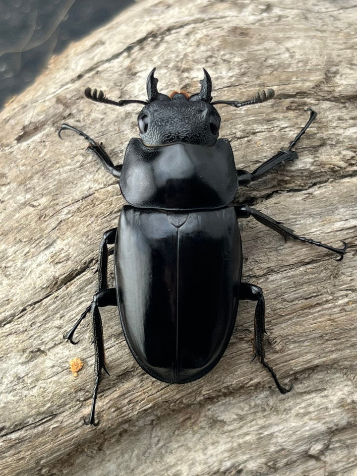 【WD】《 ギラファノコギリ亜種ボロブドゥール 87mm ペア》