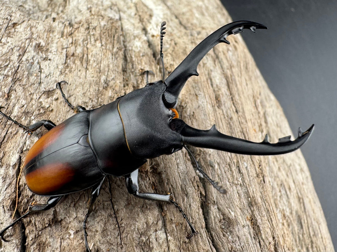 【WD】《スピネウスノコギリクワガタ 中国産 51.5mm ペア》