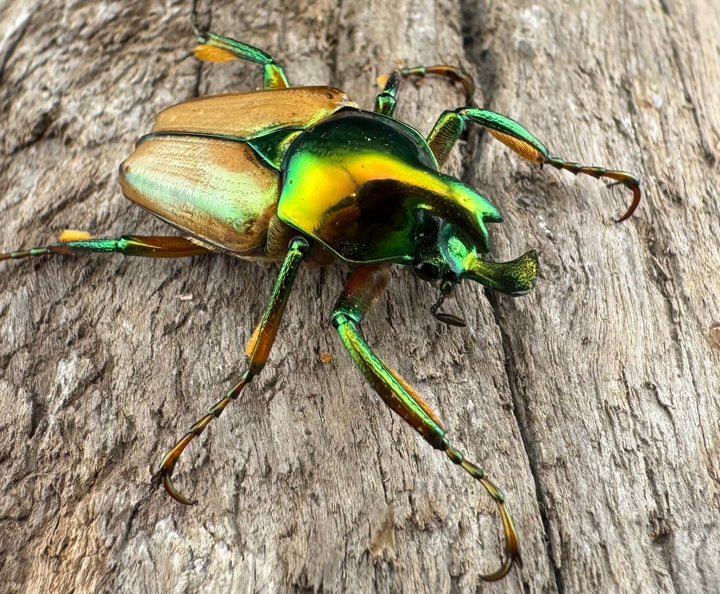 【WD】《モーニッケヒメカブトハナムグリ カシブ産 Free ペア》②