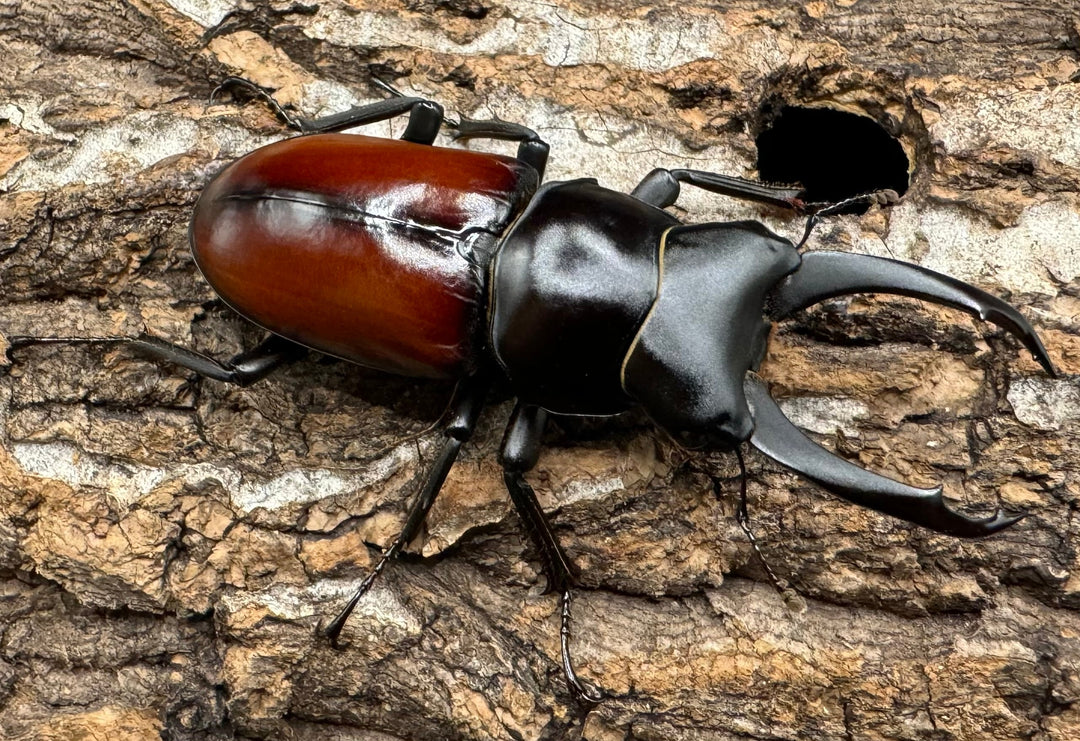 【WD】《マクレイコクワ 58mm ♂♀♀トリオ》