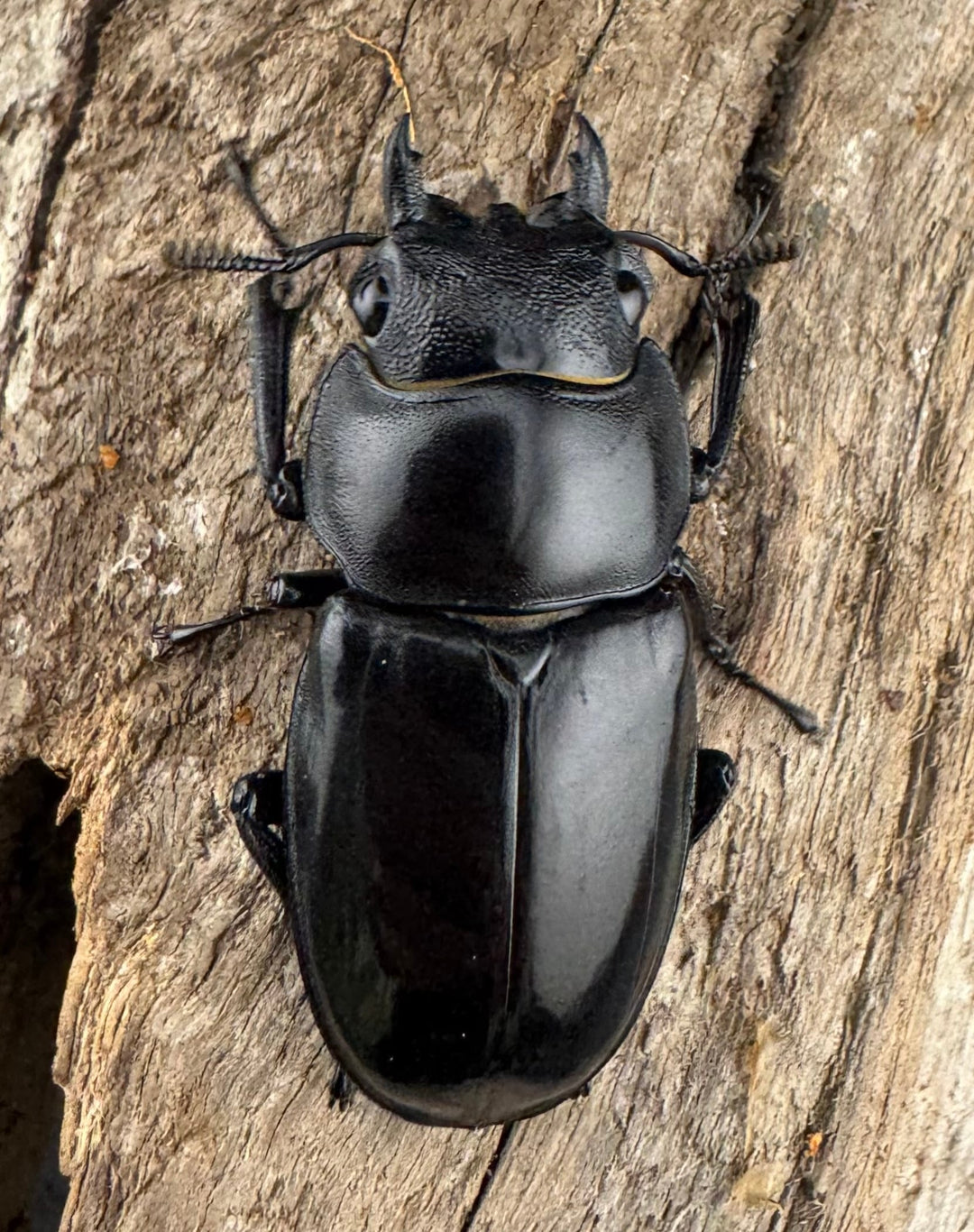 【WD】《マンディブラリスフタマタ 102.5mm A’品ペア》