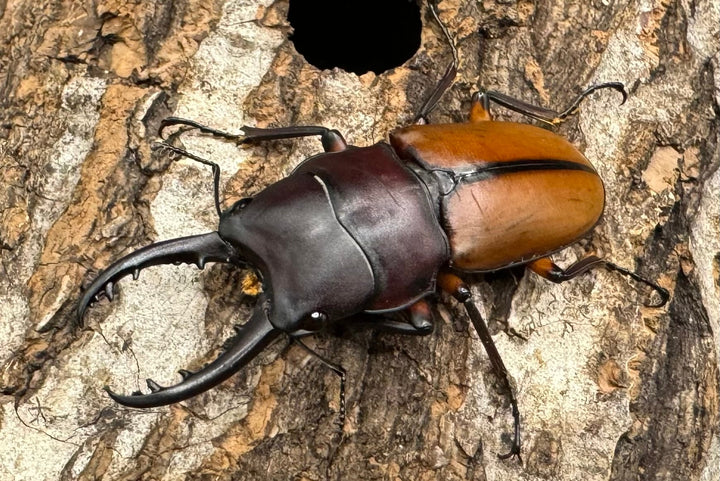 【WD】《ブルイジンノコギリクワガタ 40mm ペア》