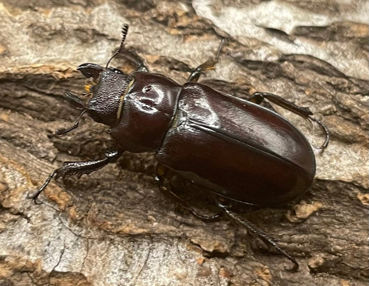 【WD】2021年新種《モーミヤマクワガタ 25mm ♀単 A’品》