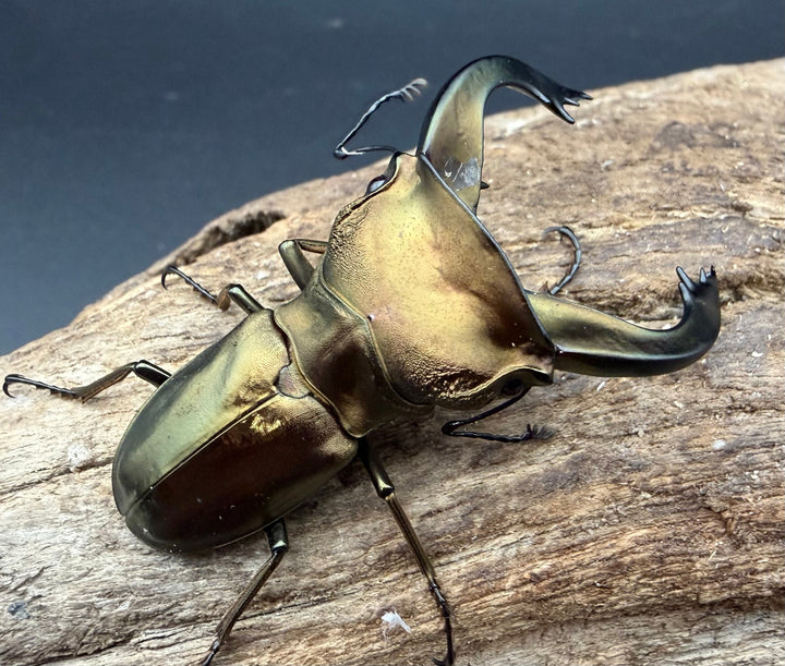 《スぺキオススホソアカ ベララベラ産 54mm ♂♀♀トリオ》