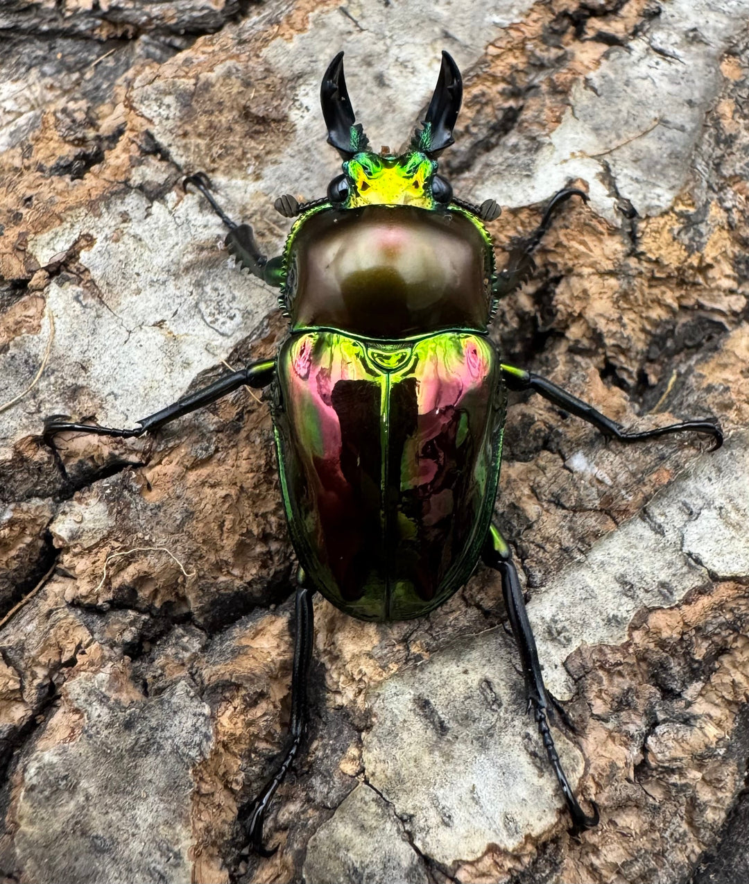 《ニジイロクワガタ ピカール系 32mm ペア》