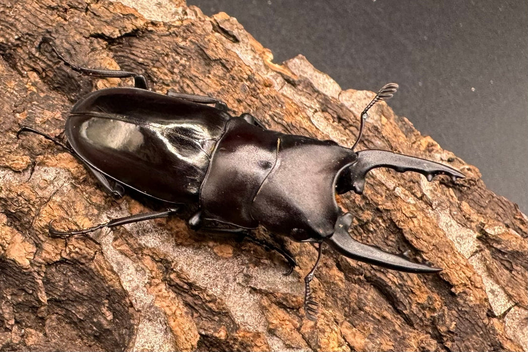 【WD】《ブッダノコギリ フィリピン北部亜種  44.5mm ペア》